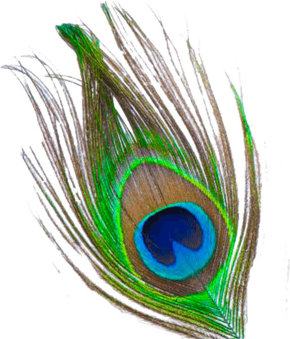 Peacock Feather PNG