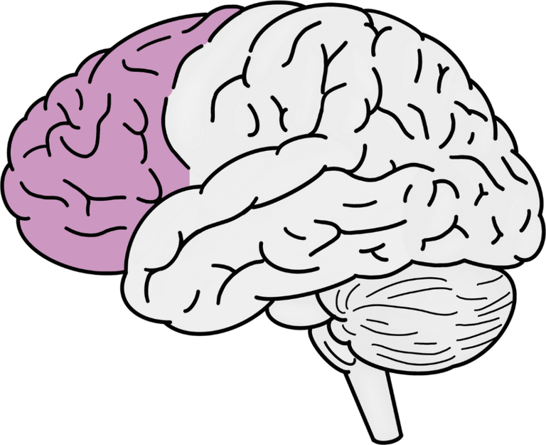 Anatomy Brain PNG