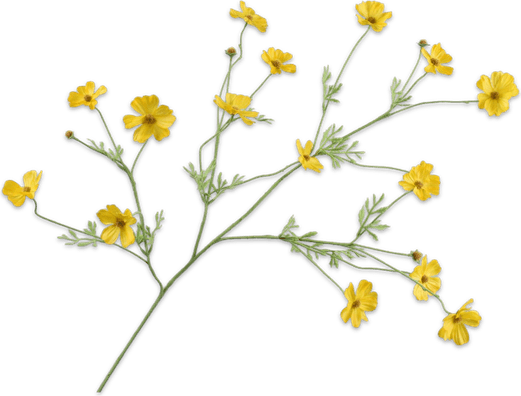 Cosmos Flower PNG