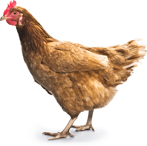 Chicken Bird PNG