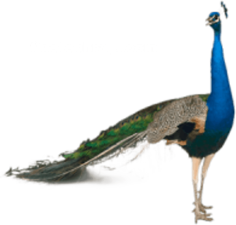 Peacock PNG