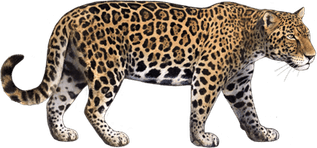 Jungle Cat PNG