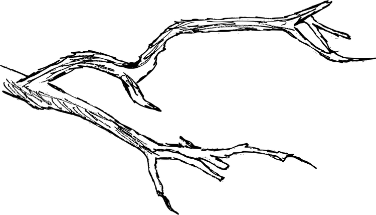 Branches PNG