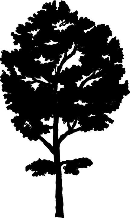 Aspen Tree PNG