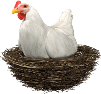 Chicken Laying Egg PNG