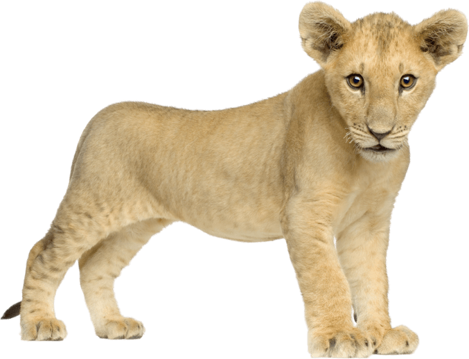 Lion Cub PNG