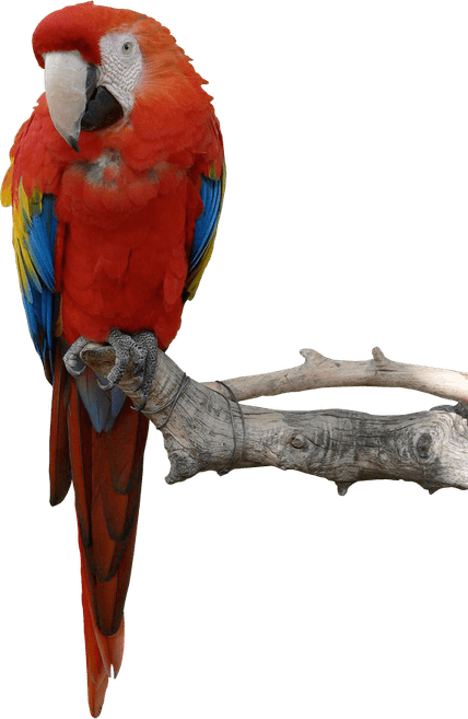 Parrot PNG