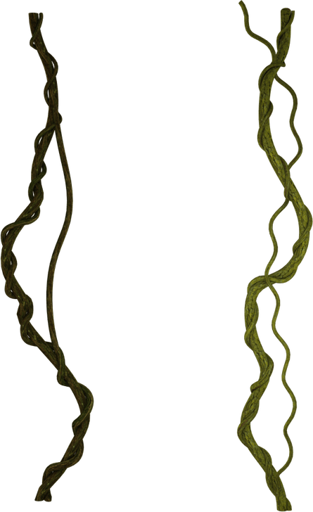 Vines PNG