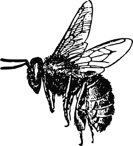 Bee Drawing PNG