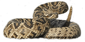 Rattlesnake PNG