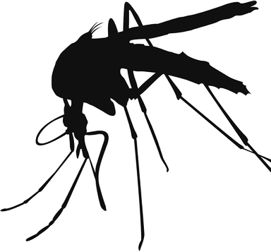 Mosquito PNG