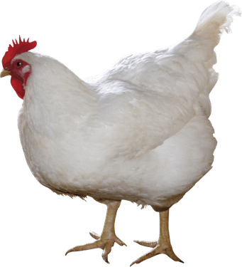 Chicken PNG