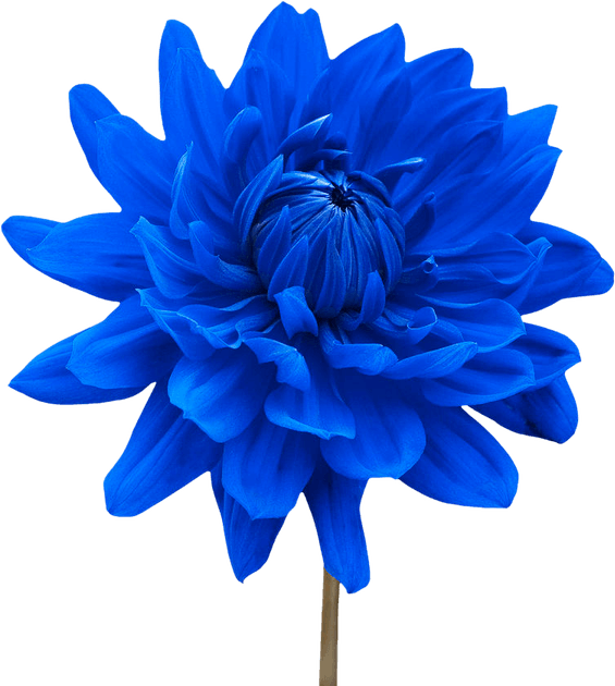 Real Blue Flower PNG