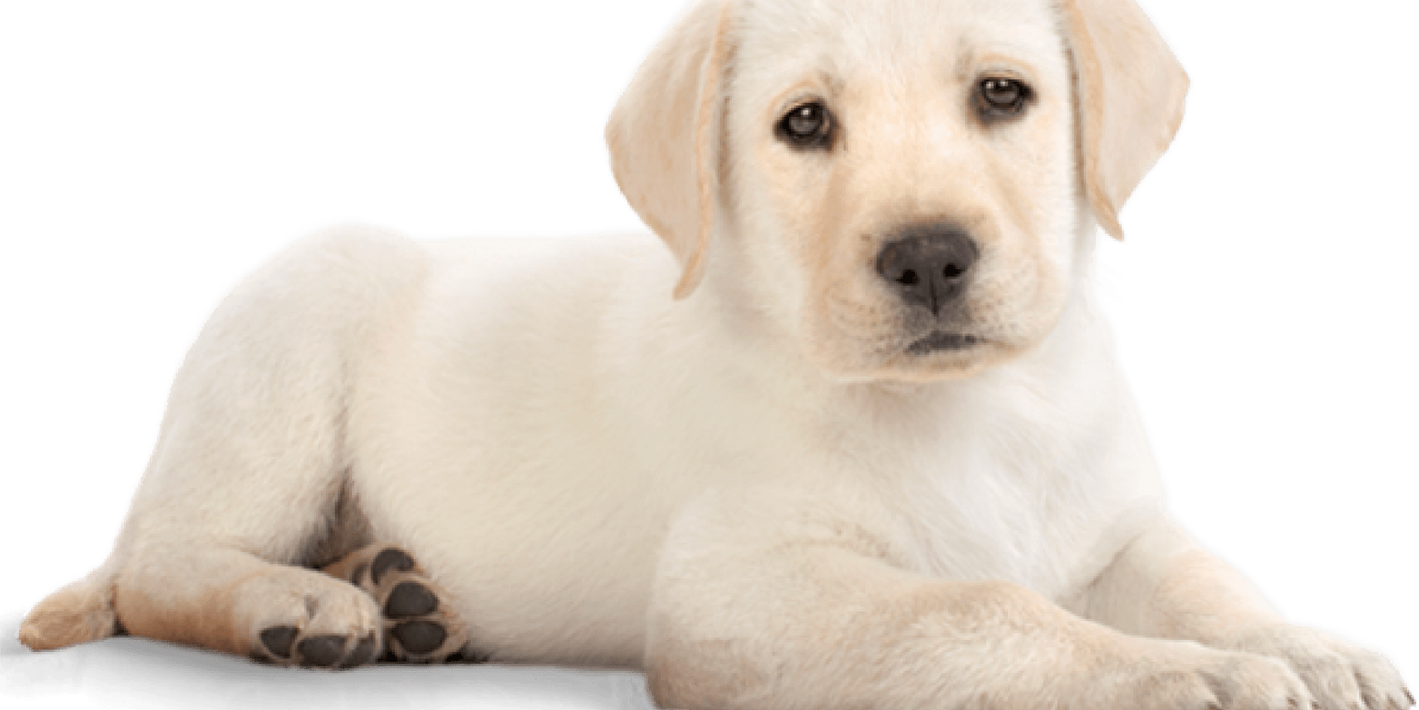 Puppy Dog PNG