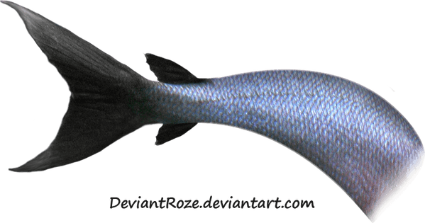 Mermaid Tail PNG