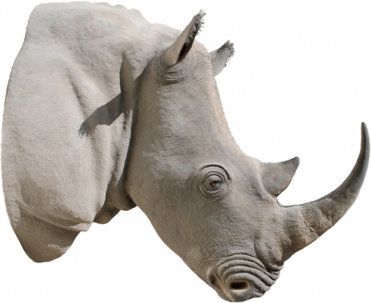 White Rhinoceros PNG