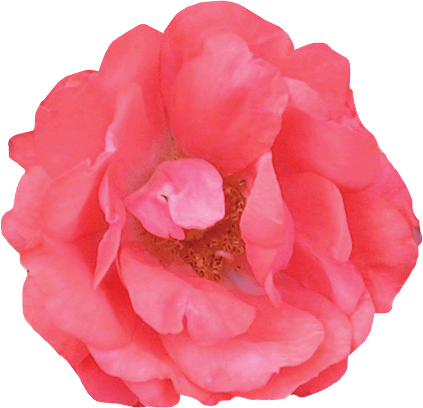 Coral Flower PNG