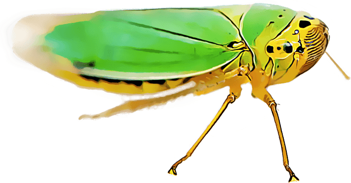 Leafhoppers PNG