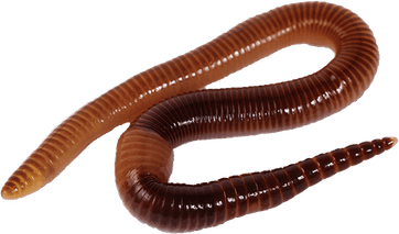 Worm PNG