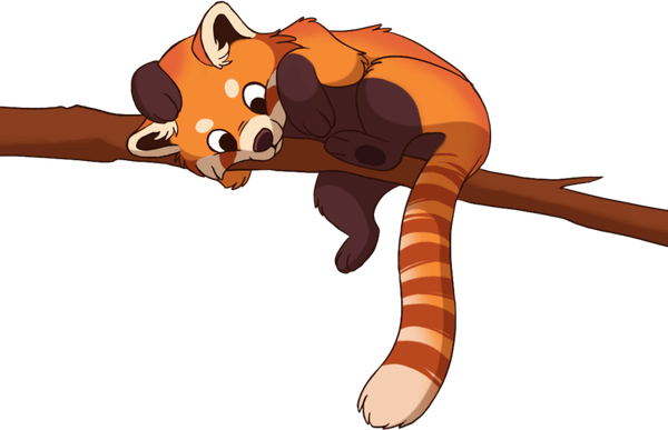 Red Panda PNG