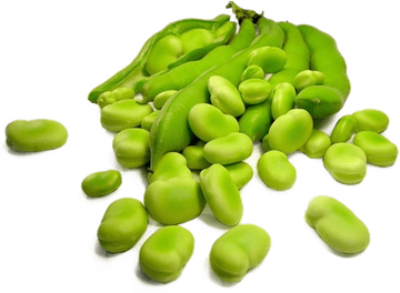 Broad Bean PNG