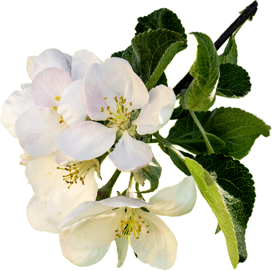 Apple Flower PNG