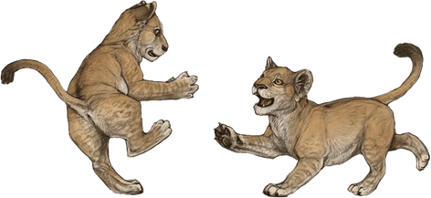 Lion Cub PNG