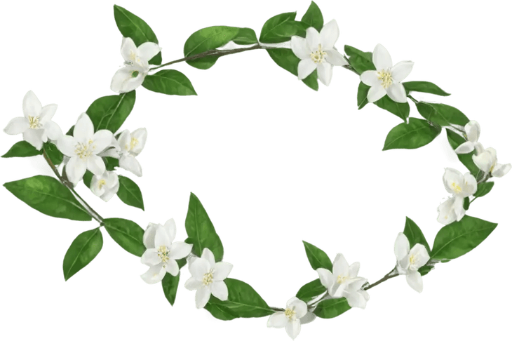 Jasmine Flower Border PNG