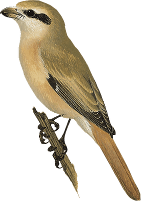 Shrike PNG