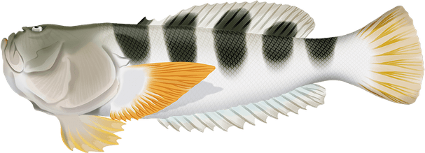 Stargazer Fish PNG