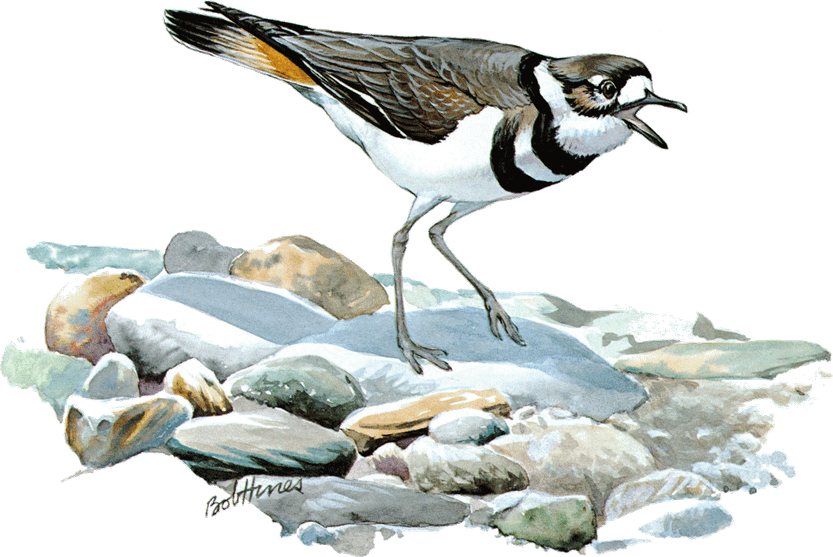 Killdeer Bird PNG