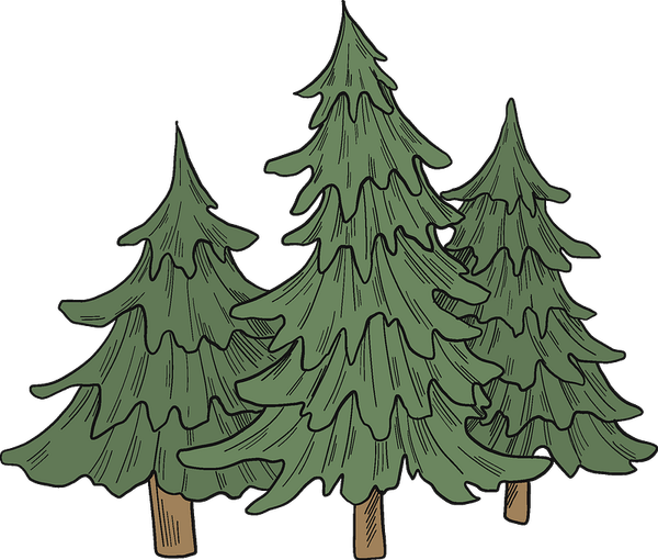 Evergreen Tree PNG