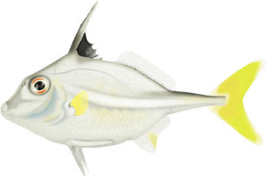 Tripod Fish PNG