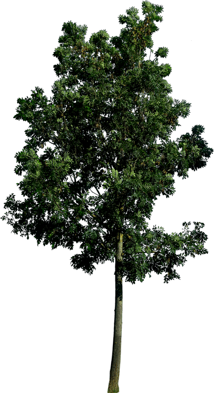Green Tree PNG