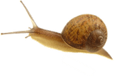 Snail PNG