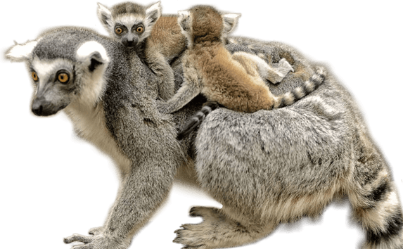 Lemurs PNG