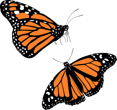 Butterfly Monarch PNG