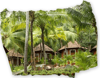 Kerala Tree PNG