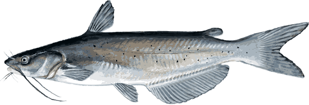 Wels Catfish PNG