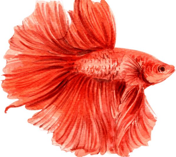 Betta PNG