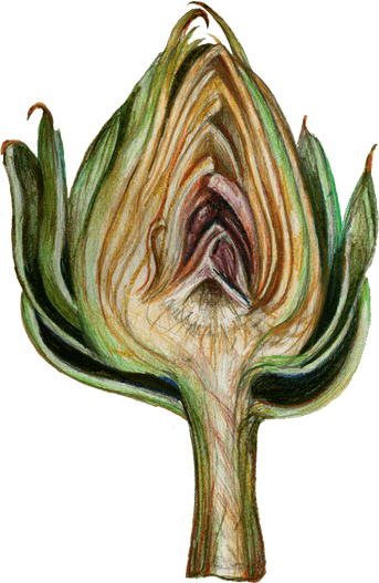 Artichokes PNG