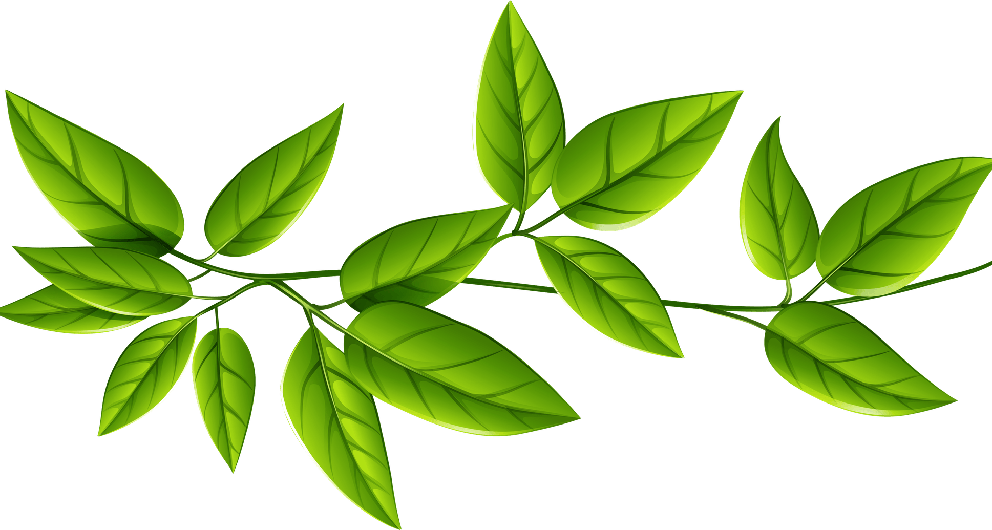 Green Leaf PNG