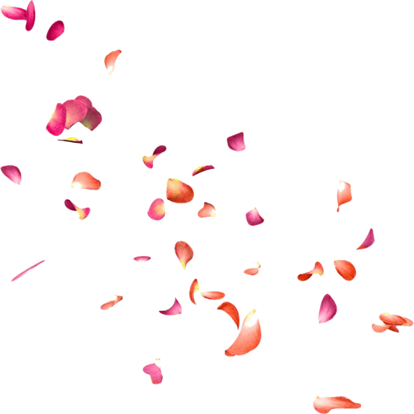 Flower Petals PNG