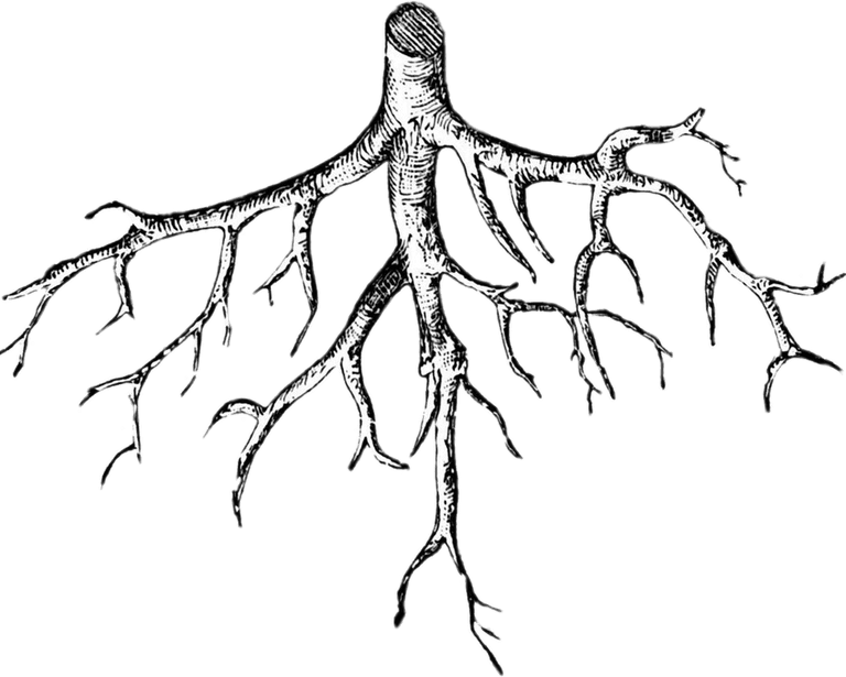 Roots PNG
