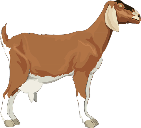 Goat Baby PNG