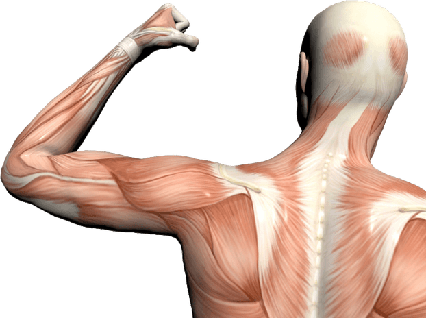 Anatomy PNG