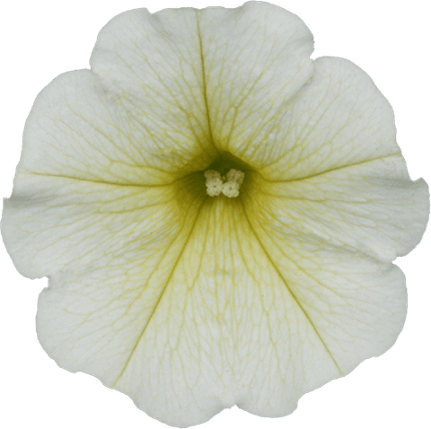 Petunia PNG