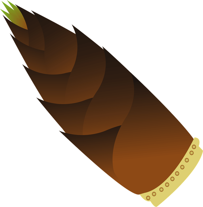 Bamboo Shoot PNG