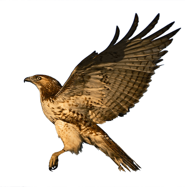 Hawk Bird PNG