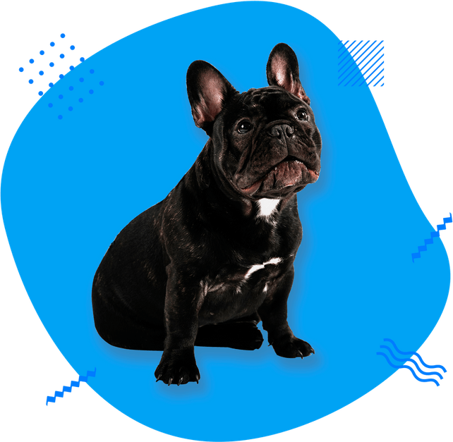 Chill Guy Dog PNG